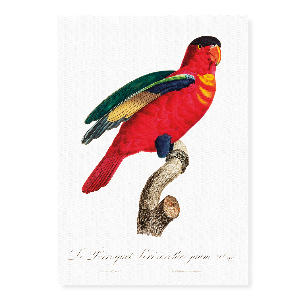 The Purple-Naped Lory, Lorius domicella I - Art Print