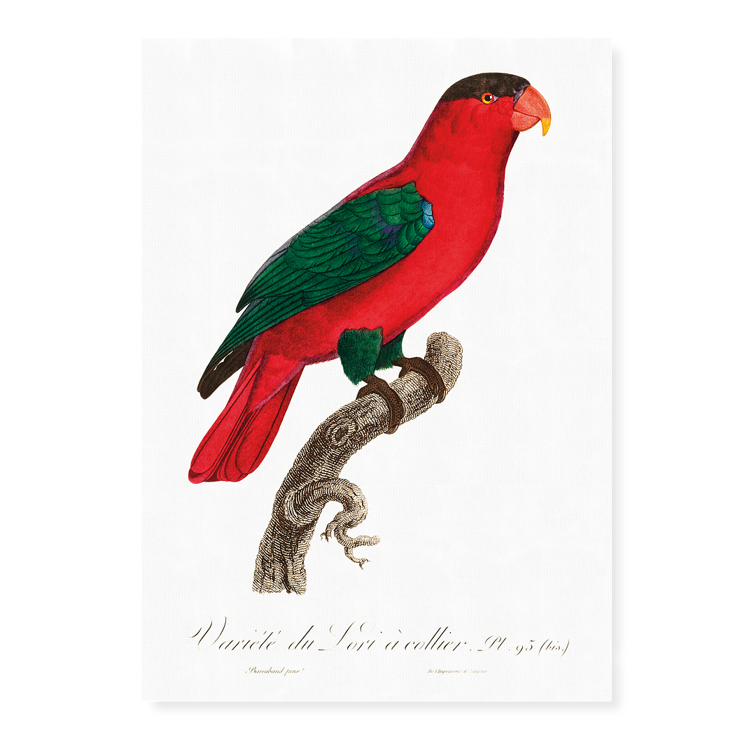 The Purple-Naped Lory, Lorius domicella II - Art Print