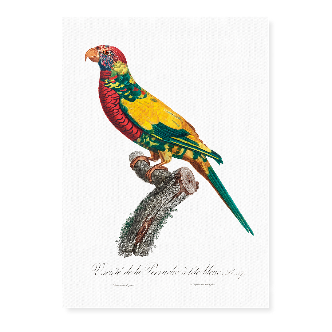 The Rainbow Lorikeet, Trichoglossus moluccanus - Art Print