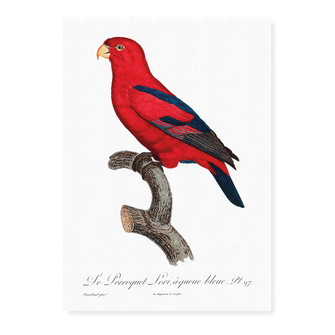 The Red Lory, Eos bornea II - Art Print