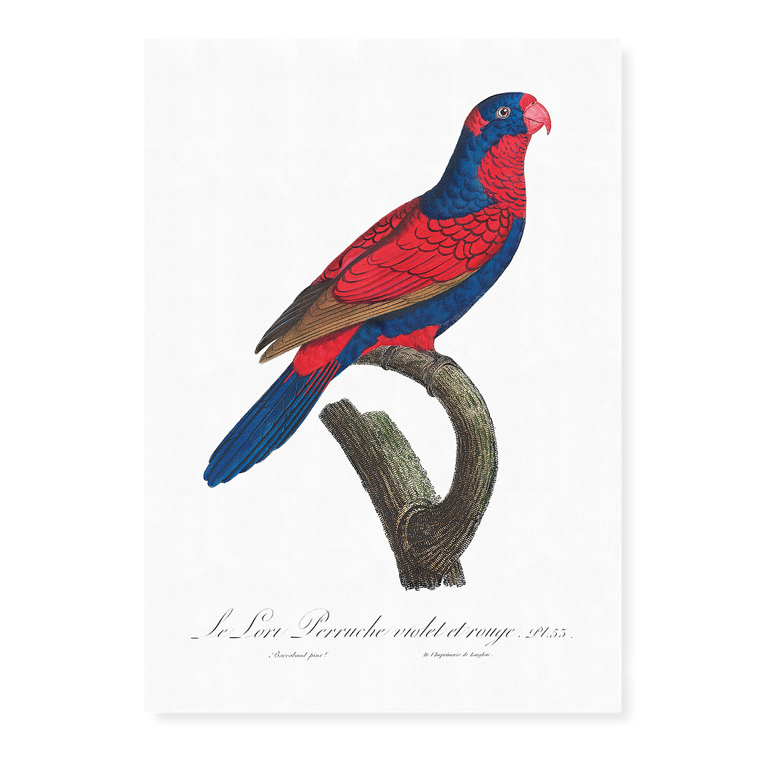 The red-and-blue lory, Eos histrio - Art Print