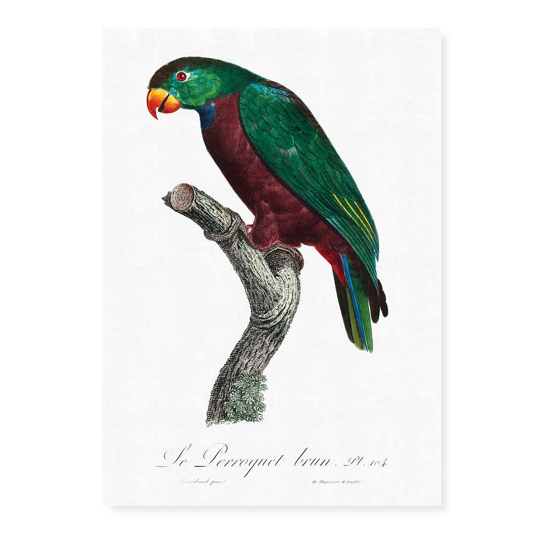 The Red-Billed Parrot, Pionus sordidus - Art Print