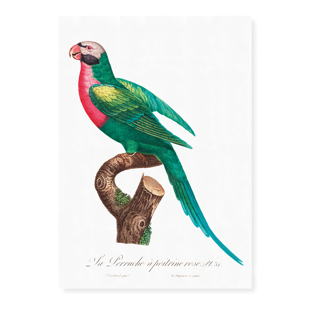 The Red-Breasted Parakeet, Psittacula alexandri - Art Print