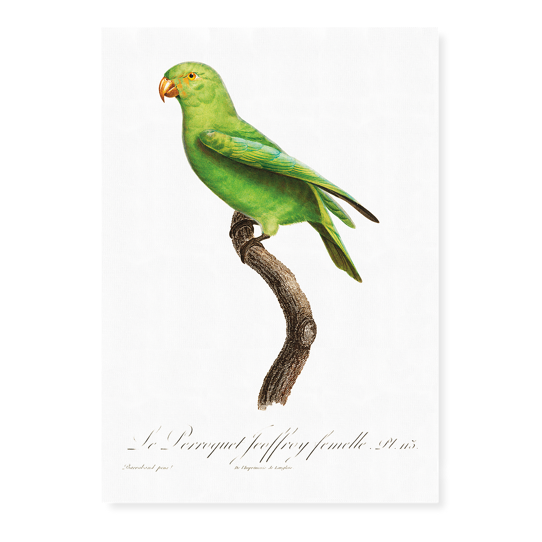 The Red-Cheeked Parrot, Geoffroyus geoffroyi, female - Art Print
