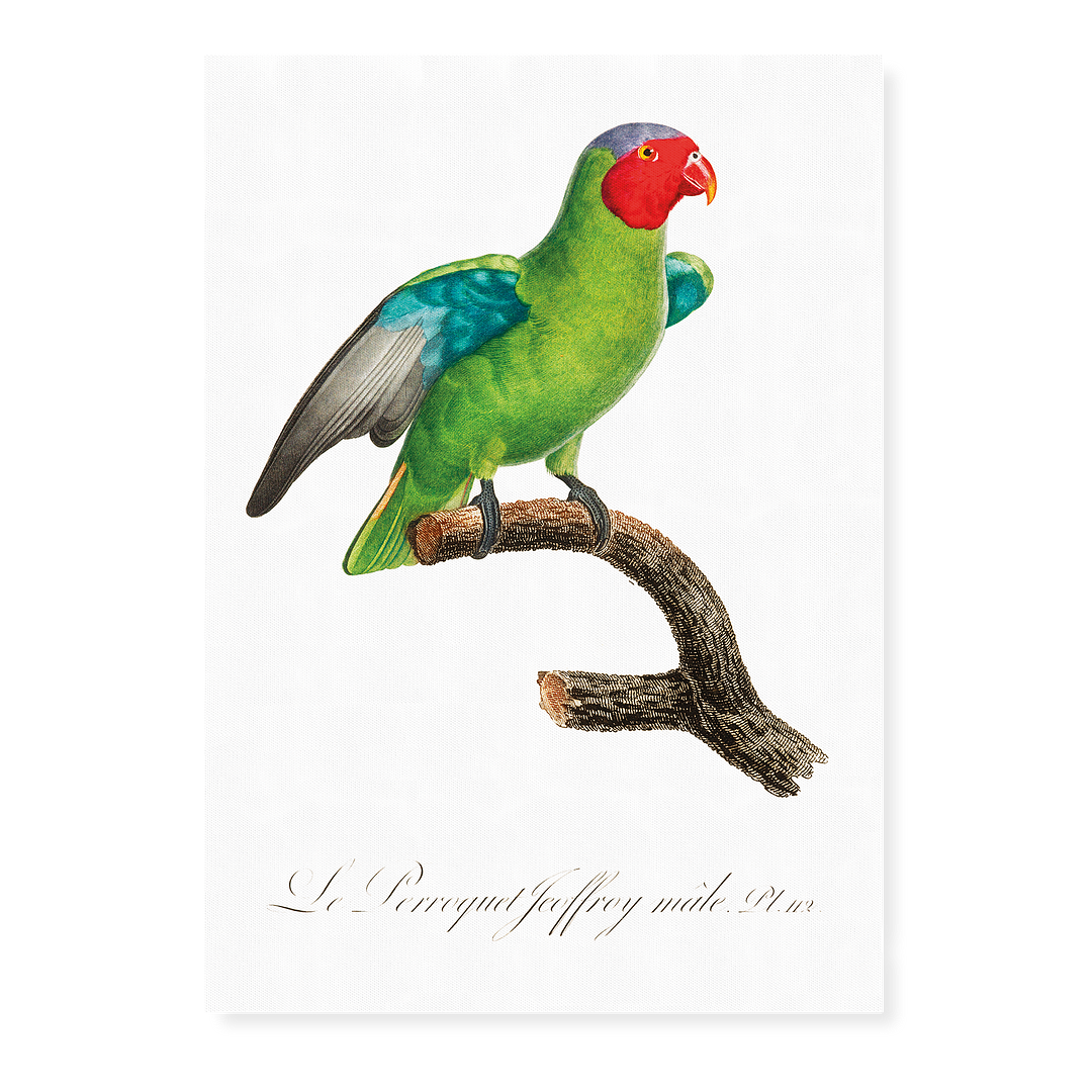 The Red-Cheeked Parrot, Geoffroyus geoffroyi, male - Art Print