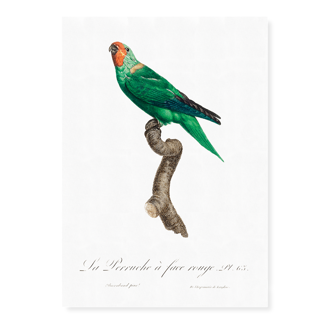The Red-Faced Parrot, Hapalopsittaca pyrrhops - Art Print