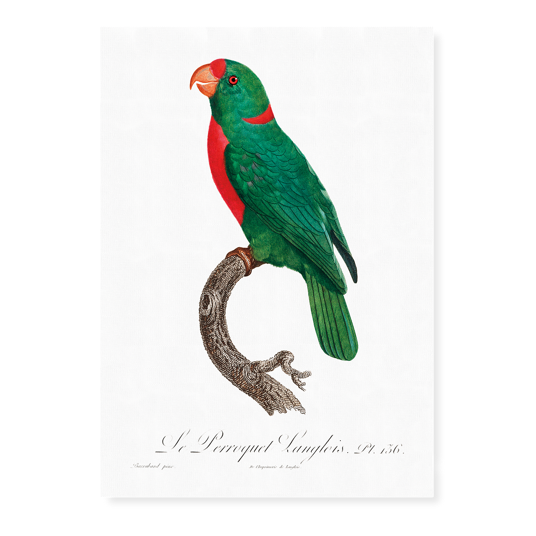 The Red-Fronted Parrot, Poicephalus gulielmi - Art Print