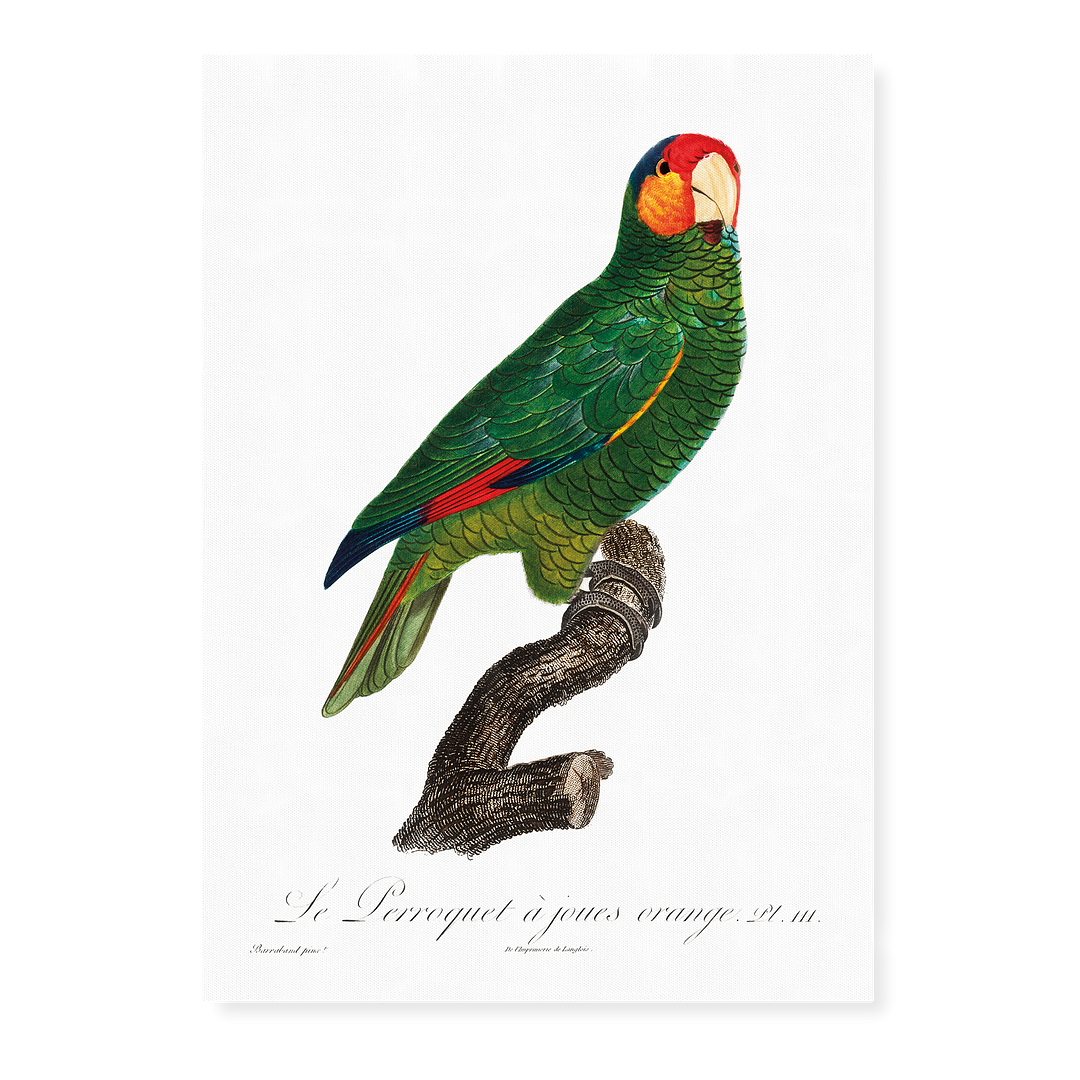 The Red-Lored Amazon, Amazona autumnalis - Art Print