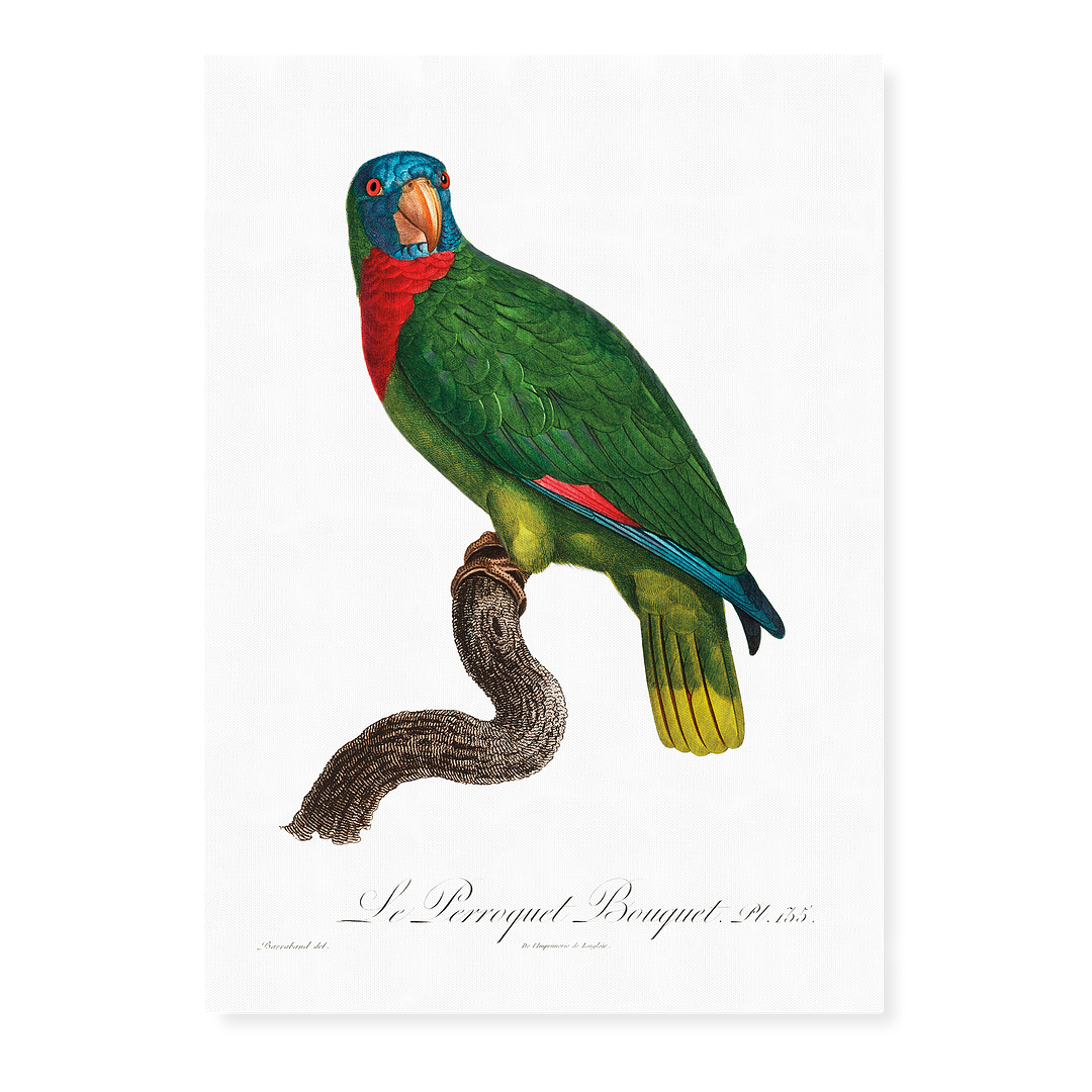 The Red-Necked Amazon, Amazona arausiaca - Art Print