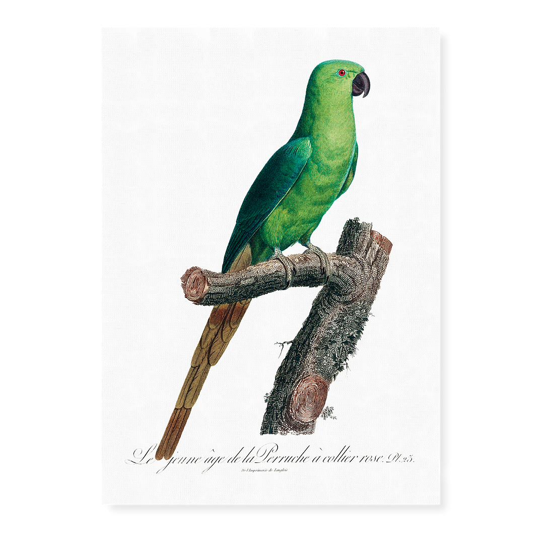 The Rose-Ringed Parakeet, Psittacula krameri III - Art Print