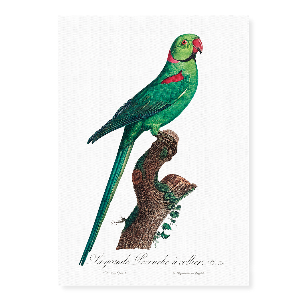 The Rose-Ringed Parakeet, Psittacula krameri IV - Art Print