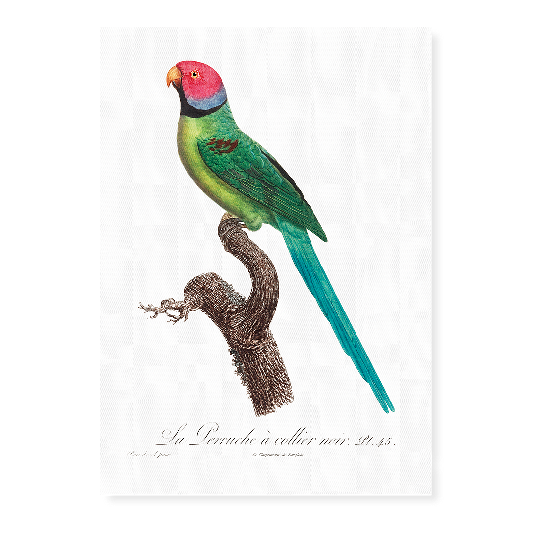 The Rose-Ringed Parakeet, Psittacula krameri II - Art Print