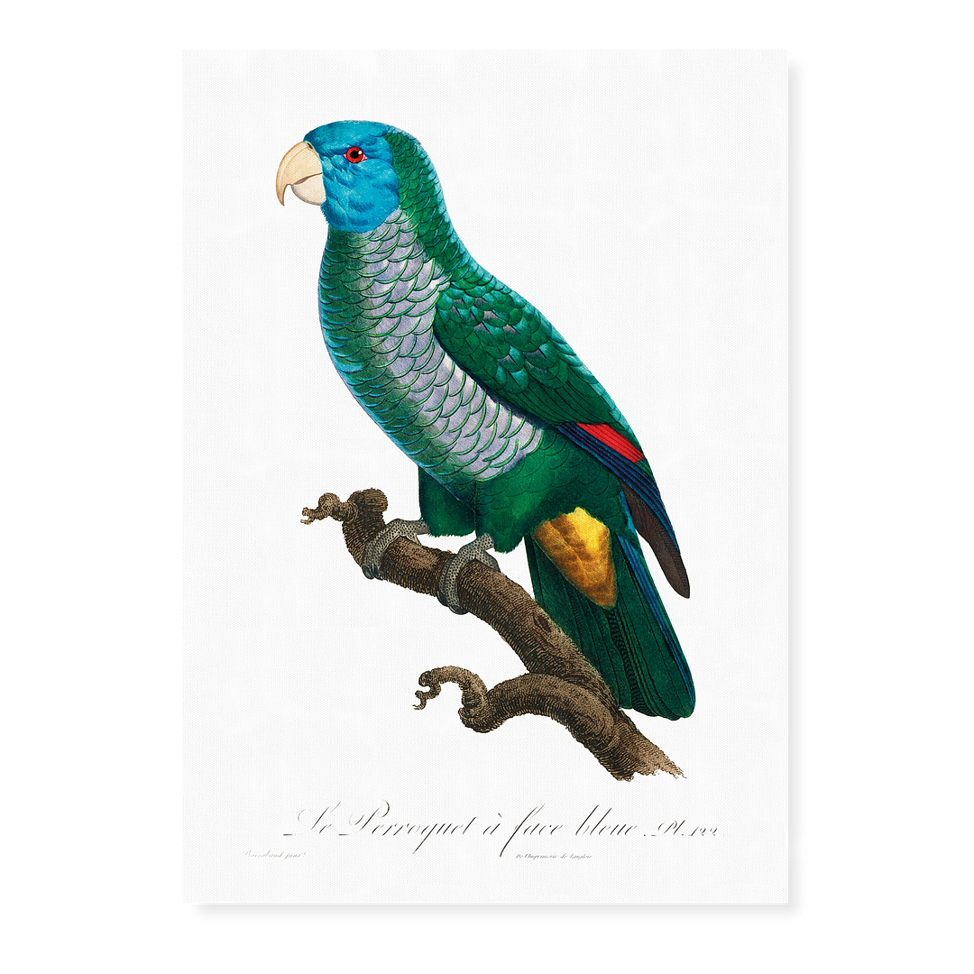The Saint Lucia amazon, Amazona versicolor - Art Print