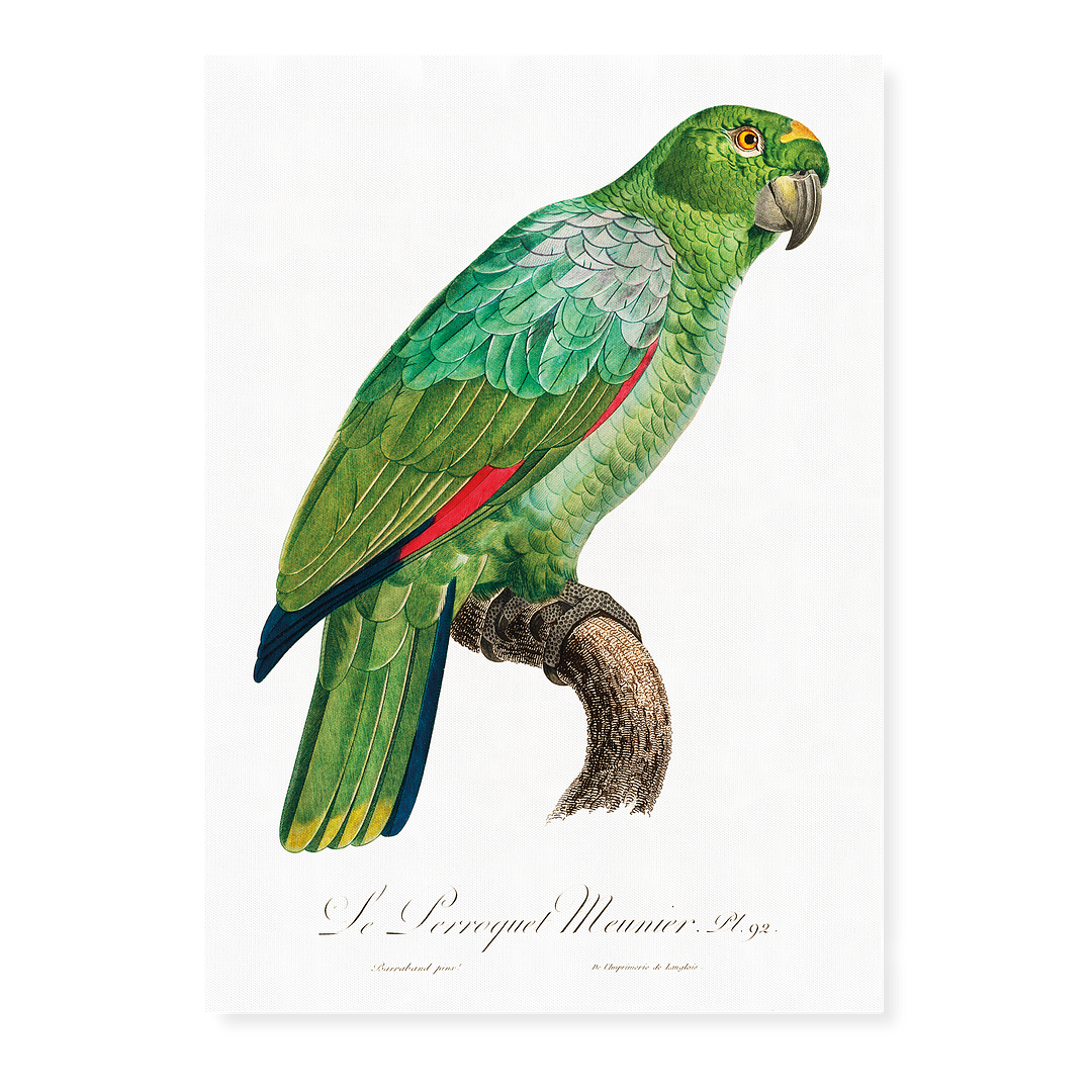 The Southern Mealy Amazon, Amazona farinosa - Art Print