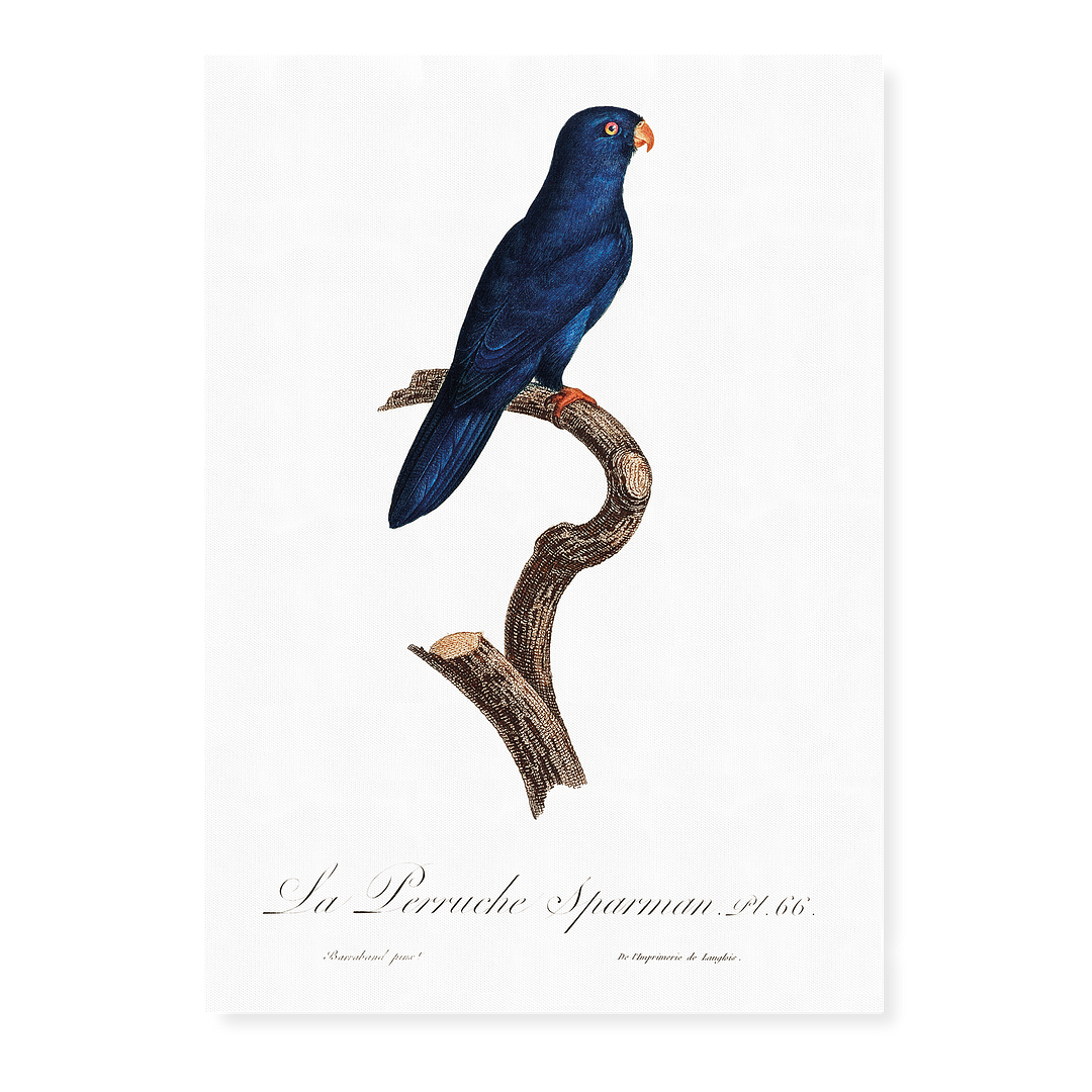 The Sparman Parakeet (Cyanoramphus novaezelandiae) - Art Print