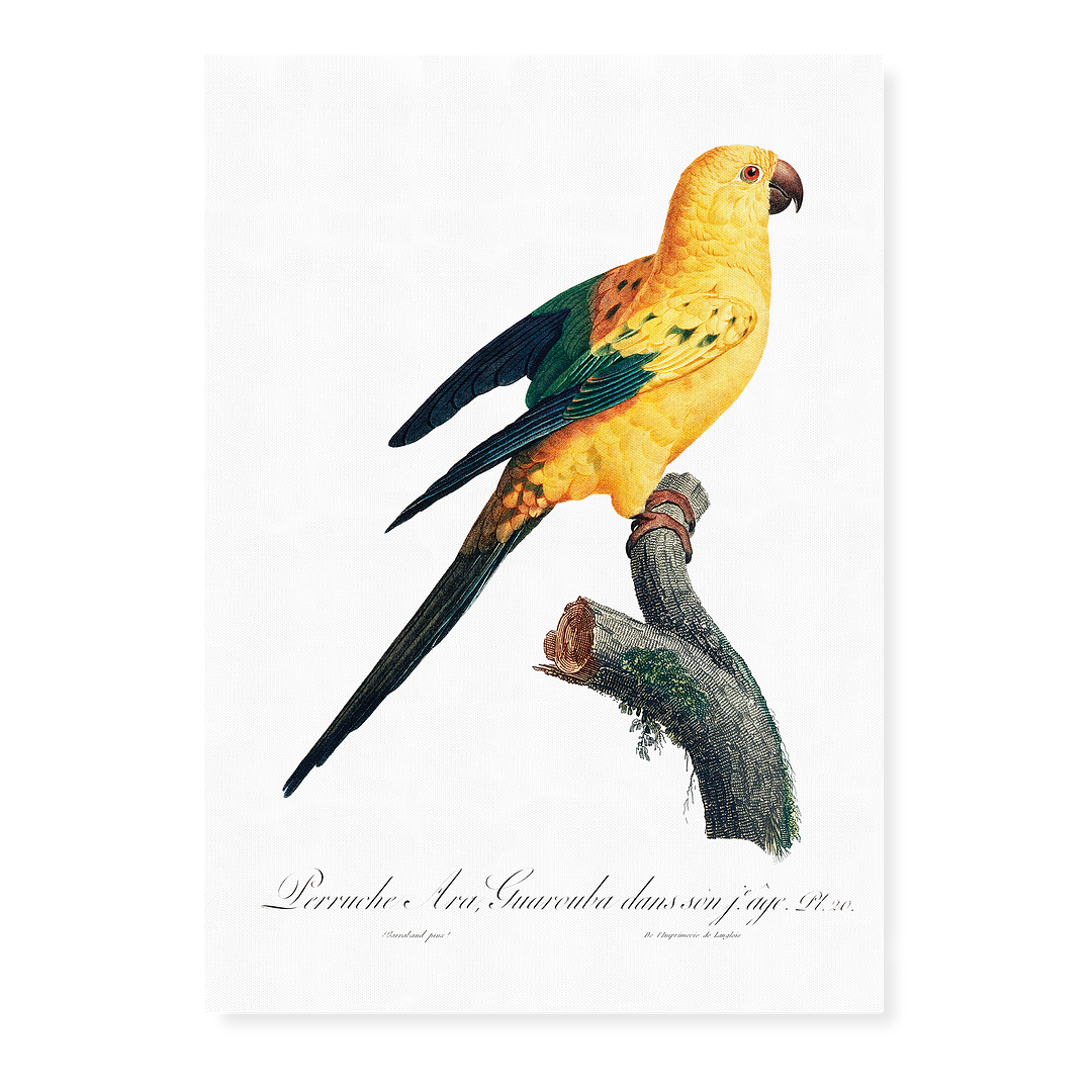 The Sun Parakeet, Aratinga solstitialis - Art Print