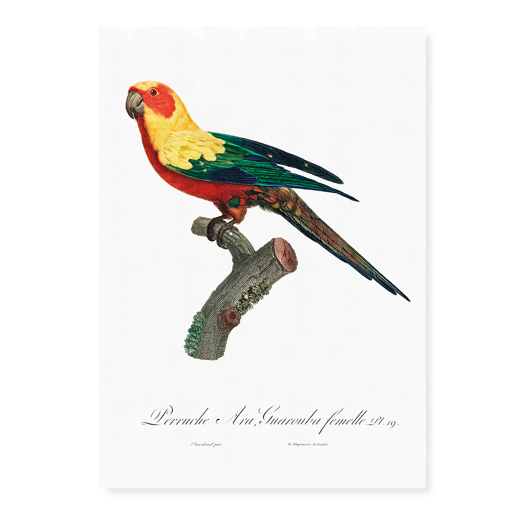 The Sun Parakeet, Aratinga solstitialis, female - Art Print