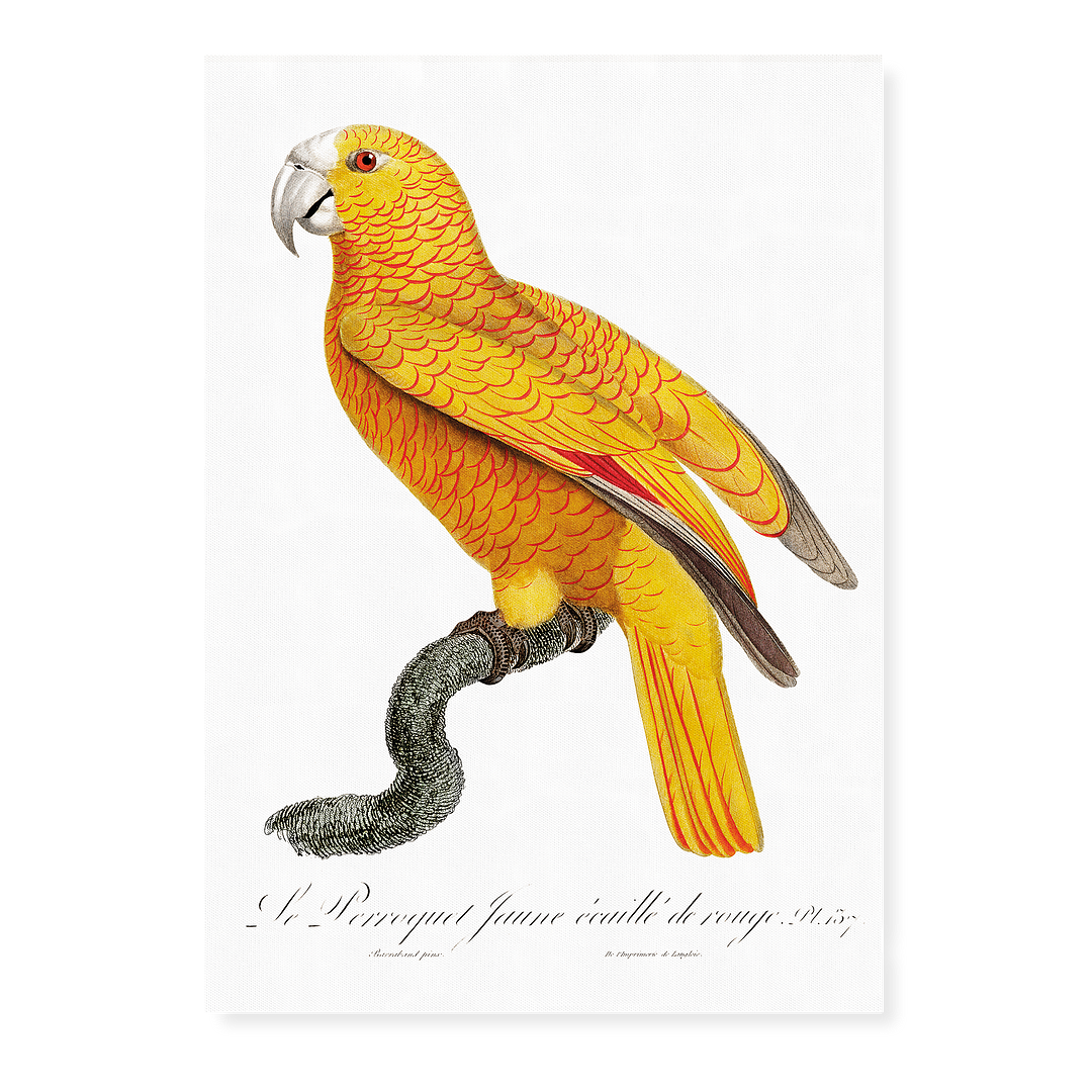 The Sun Parakeet, Aratinga solstitialis, male - Art Print