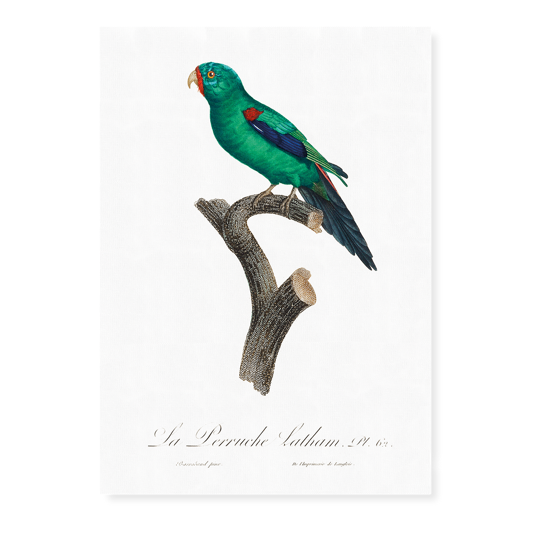 The Swift Parrot, Lathamus discolor I - Art Print