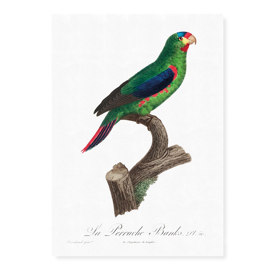 The swift parrot, Lathamus discolor II - Art Print