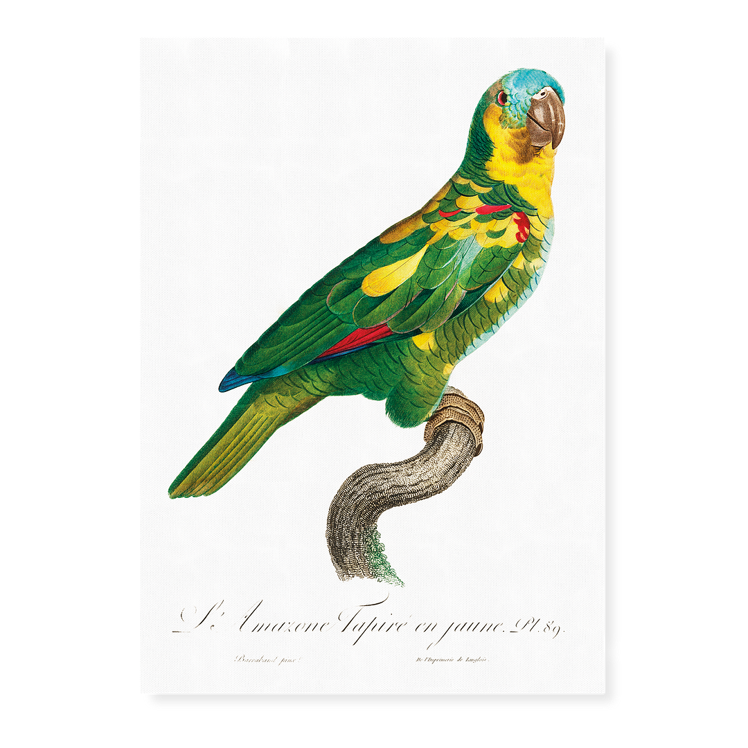 The Turquoise-Fronted Amazon, Amazona aestiva II - Art Print