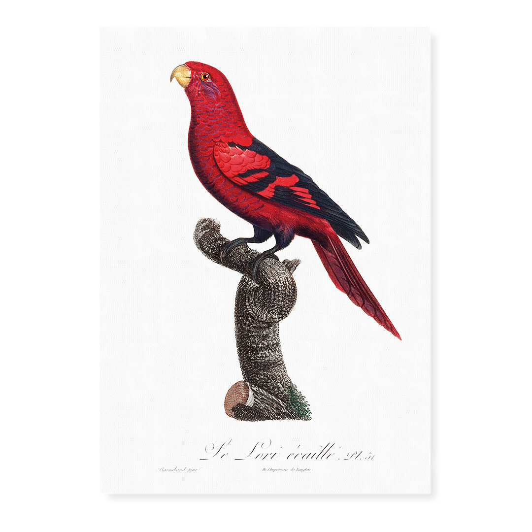 The Violet-Necked Lory, Eos squamata - Art Print