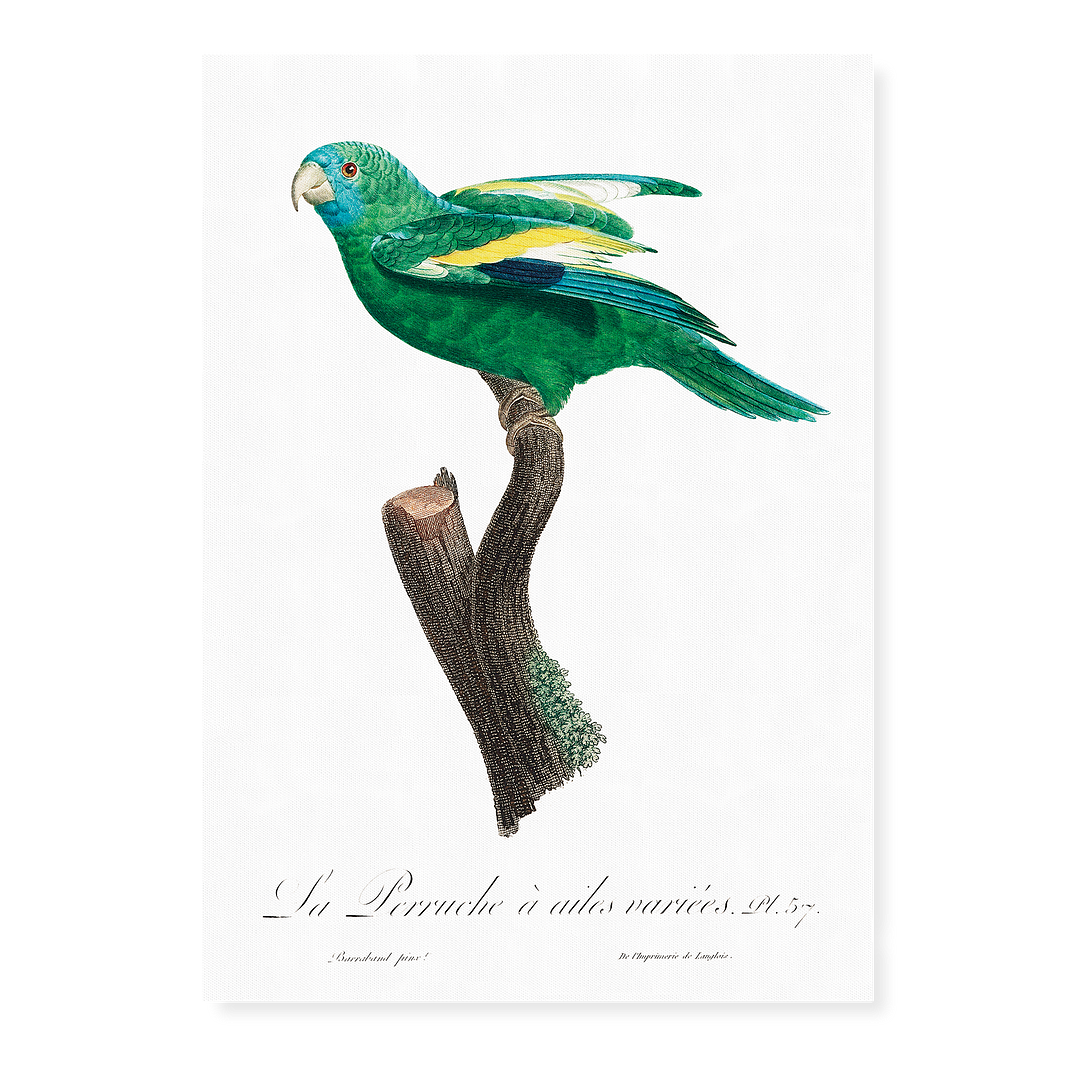 The white-winged parakeet, Brotogeris versicolurus - Art Print