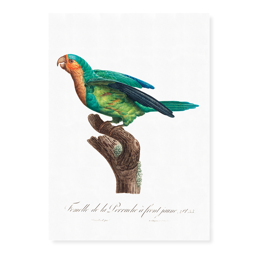 The Yellow-Crowned Parakeet, Cyanoramphus auriceps I - Art Print