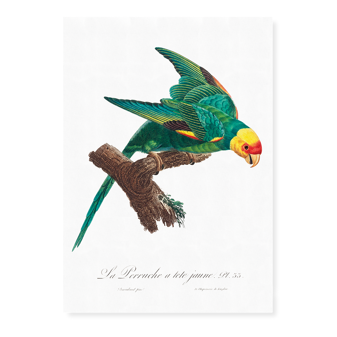 The Yellow-Crowned Parakeet, Cyanoramphus auriceps II - Art Print