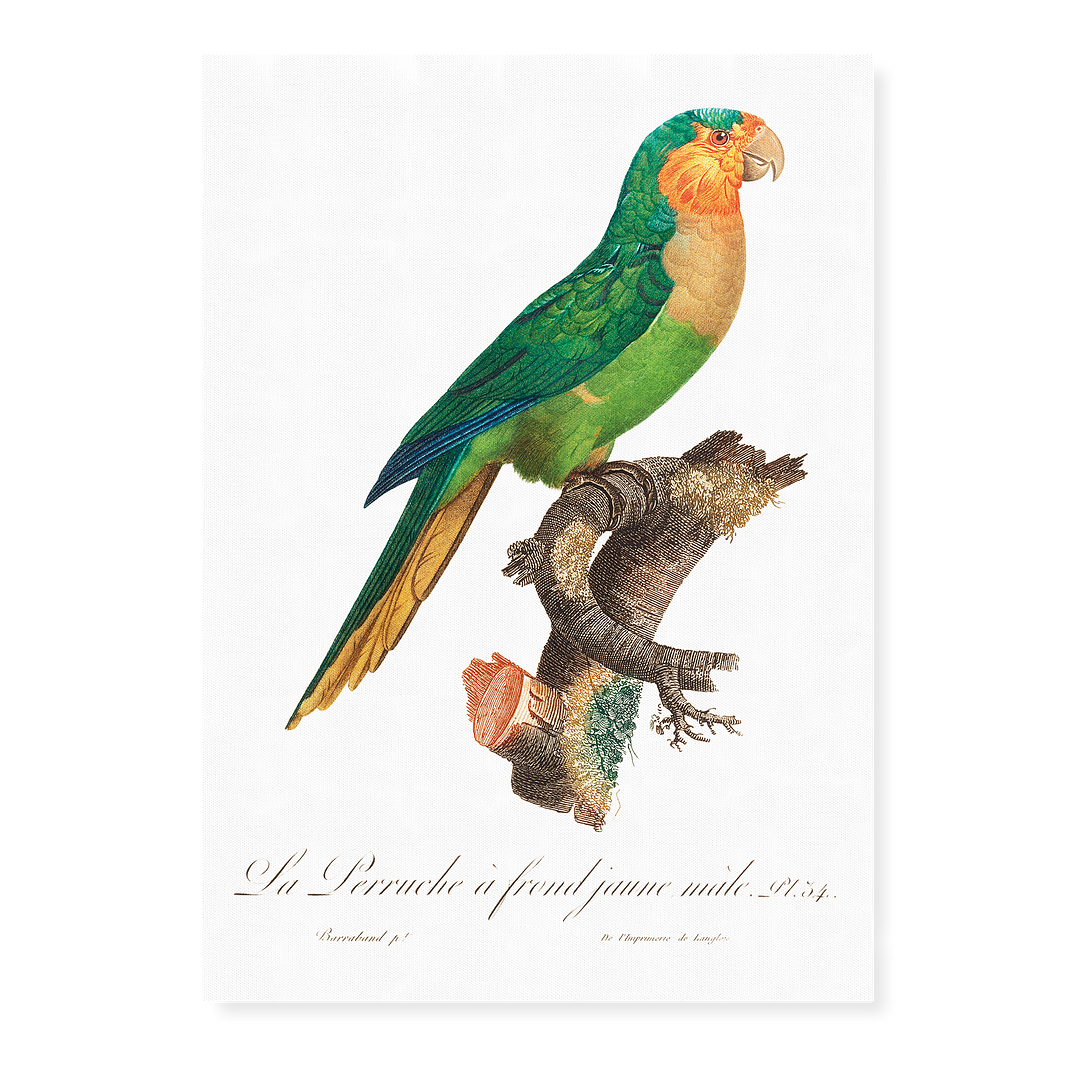 The Yellow-Headed Amazon, Amazona oratrix, male - Art Print