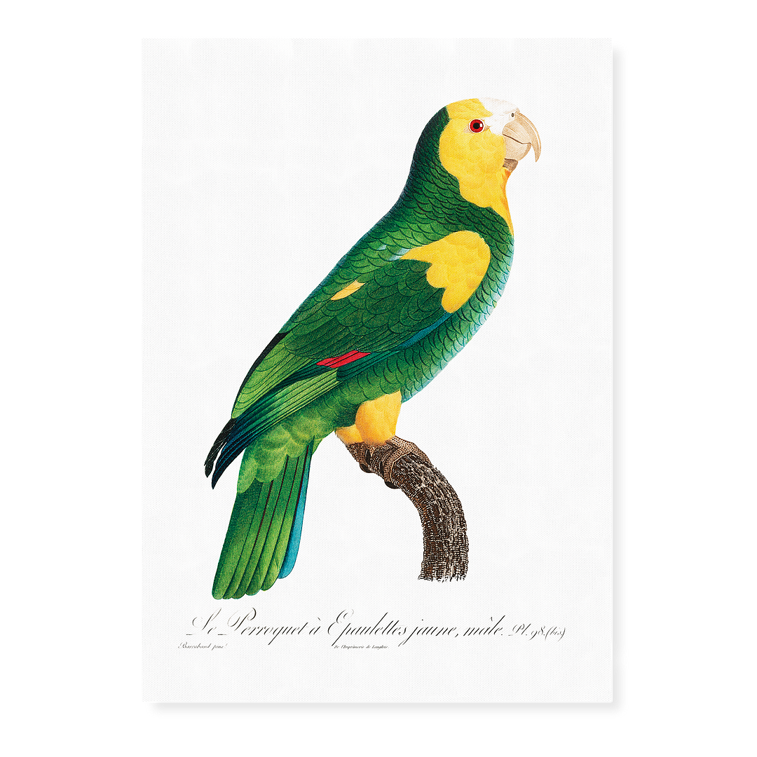 The Yellow-shouldered amazon - Art Print