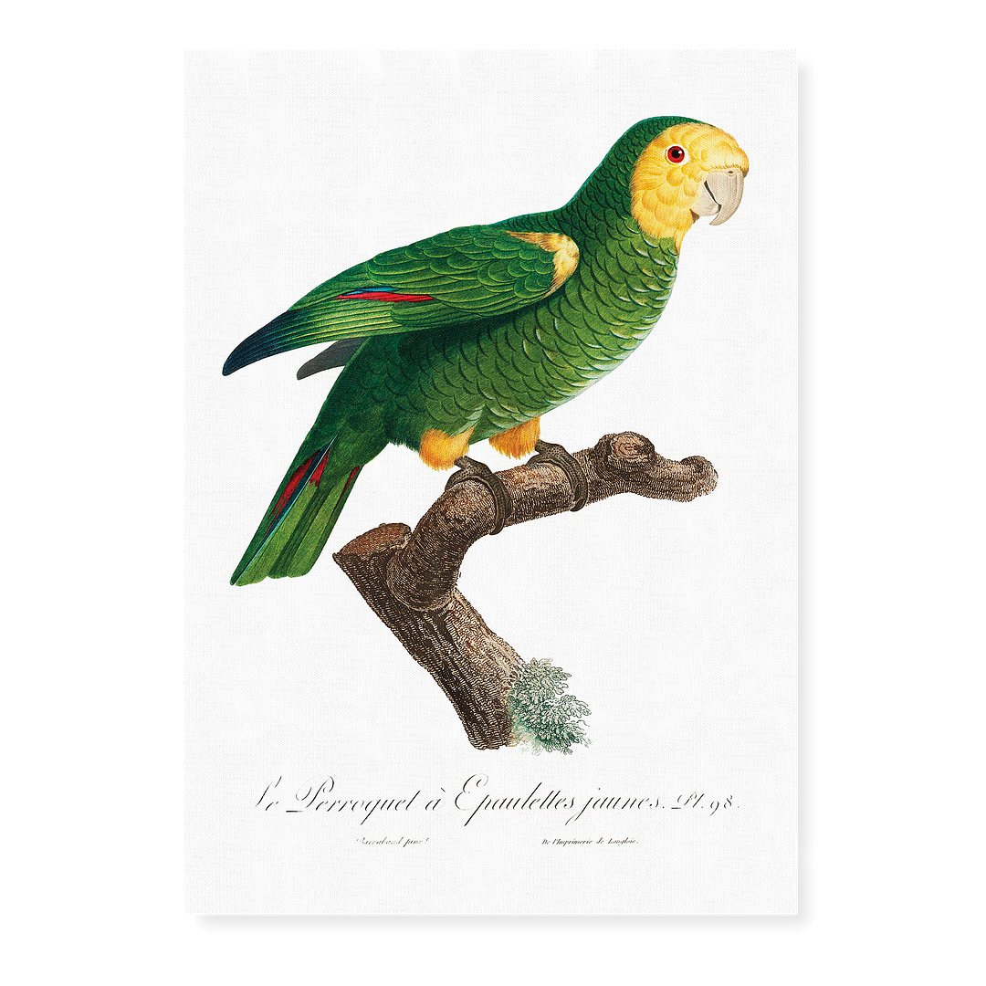 The Yellow-Shouldered Amazon, Amazona barbadensis II - Art Print