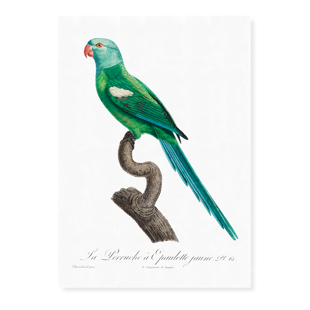 The Yellow-Shouldered Amazon, Amazona barbadensis I - Art Print