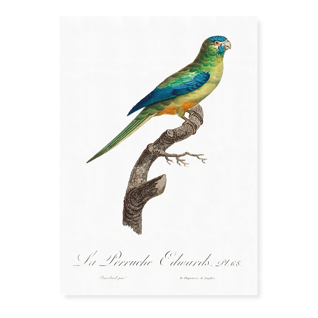 Turcosine Ground Parakeet - Art Print