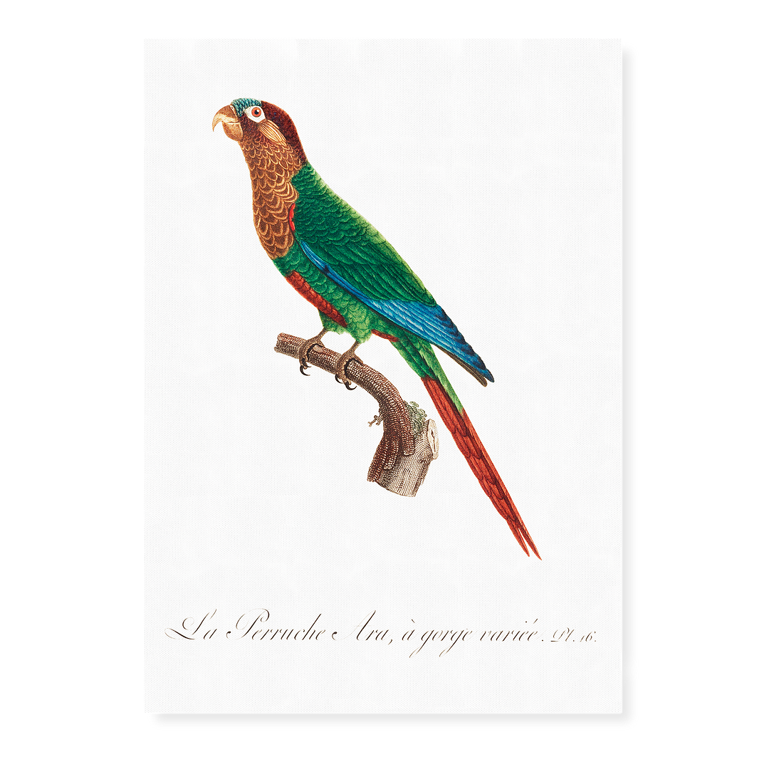 Wave-Breasted Parakeet - Art Print