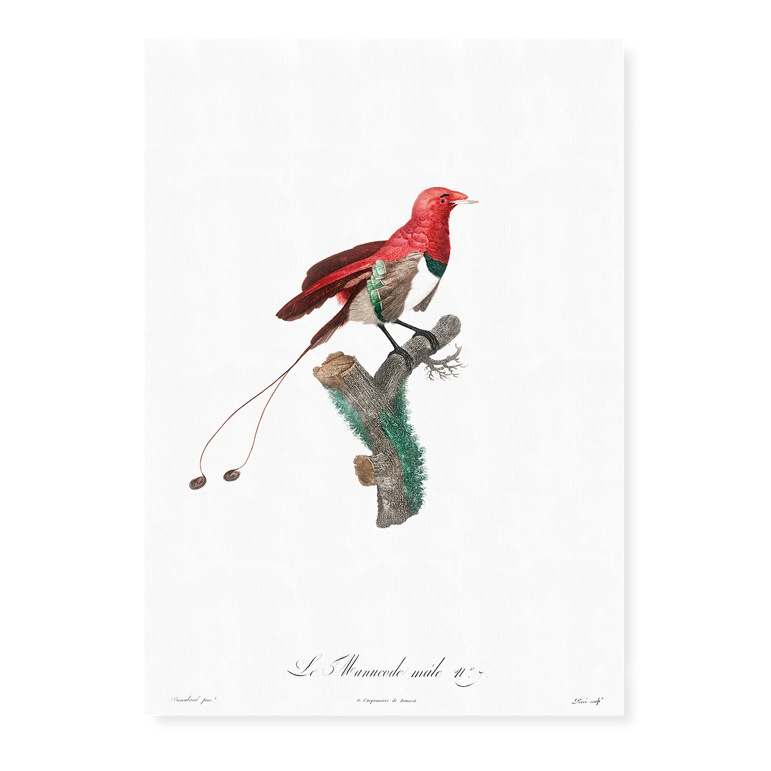 King bird of paradise, male - Art Print