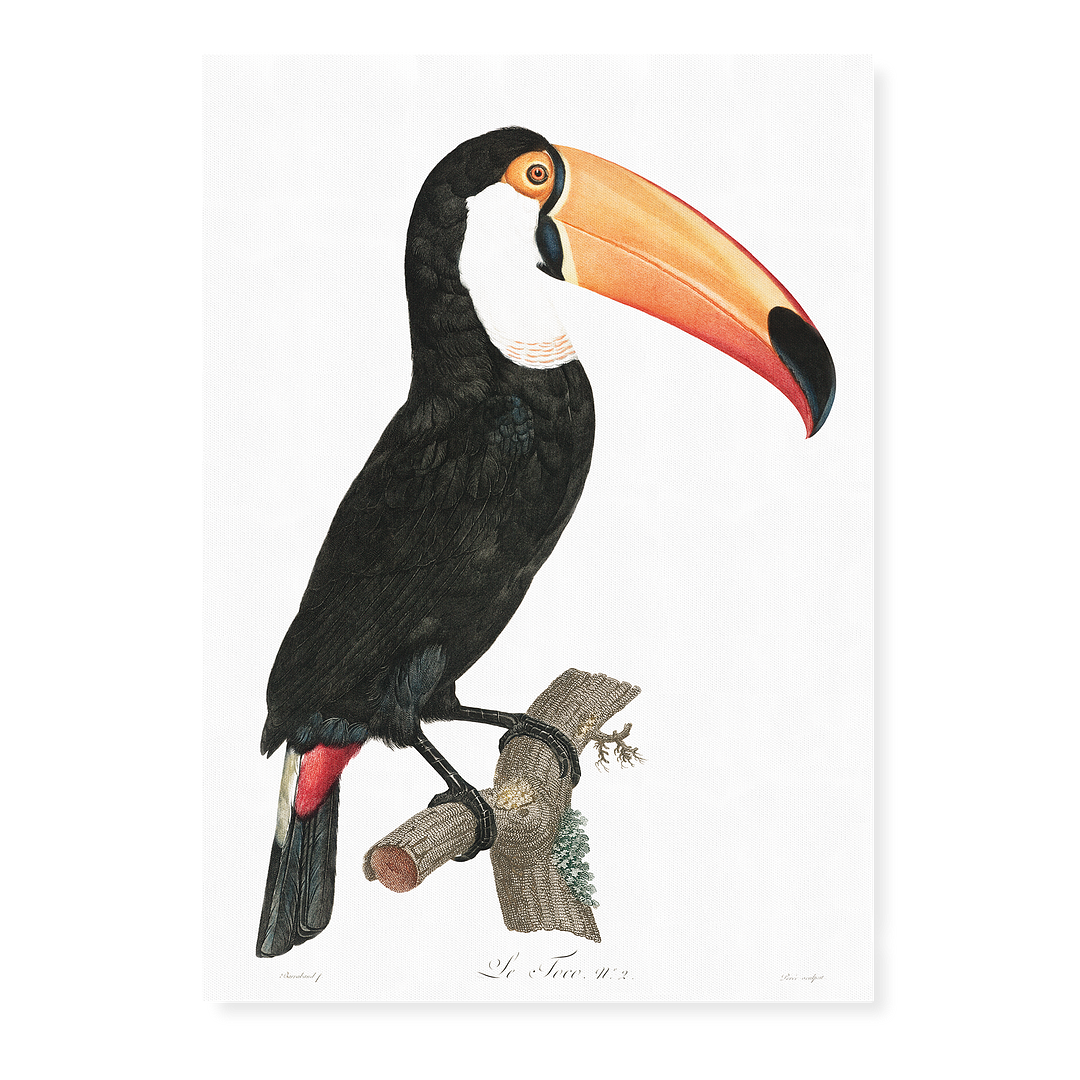Toco toucan - Art Print