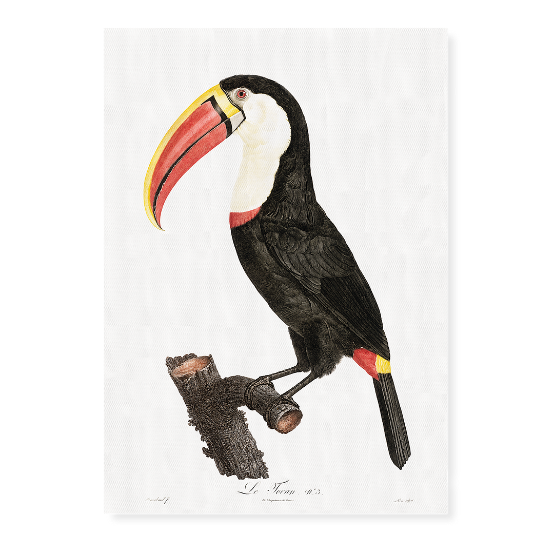 Toucan - Art Print