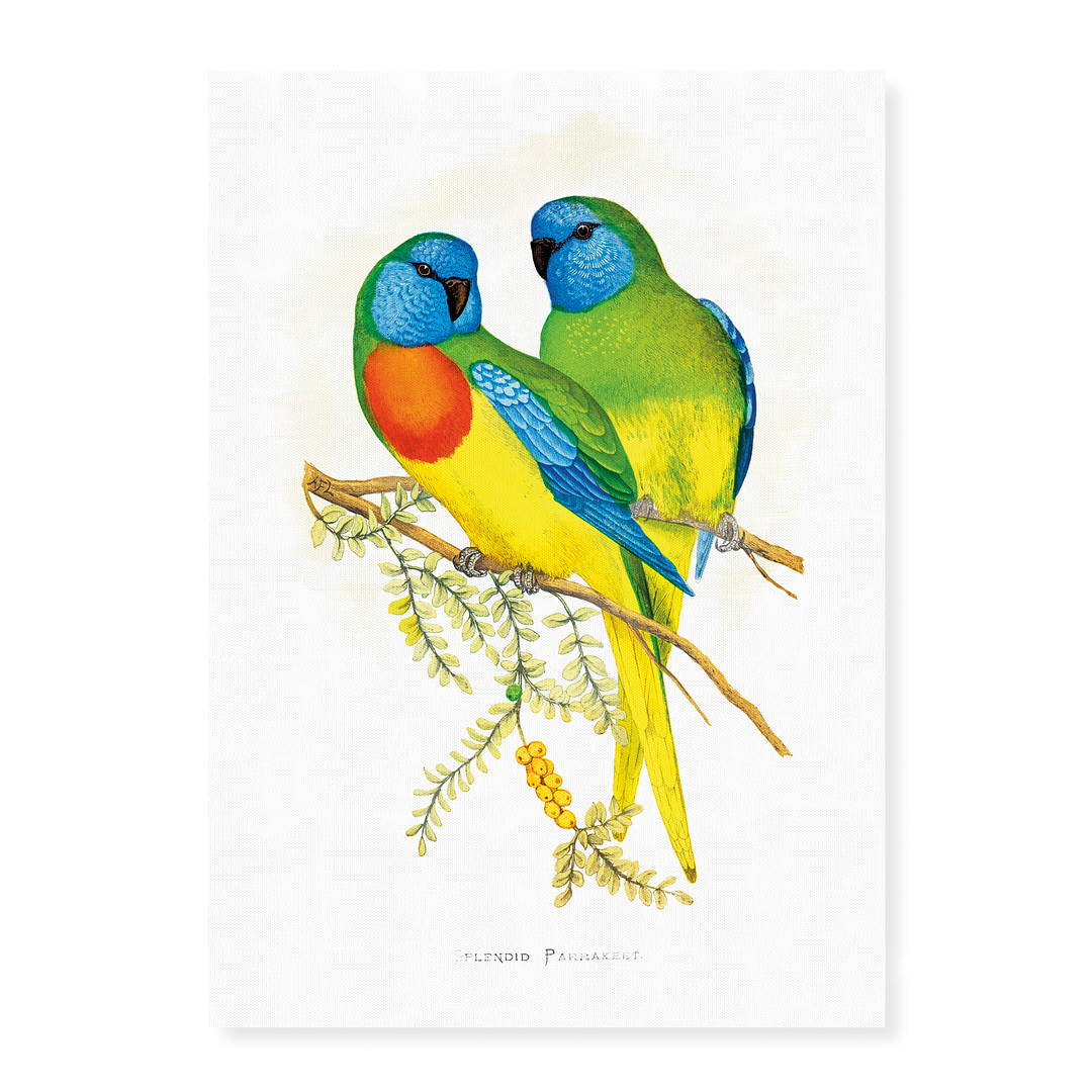 Splendid Parrakeet - Art Print