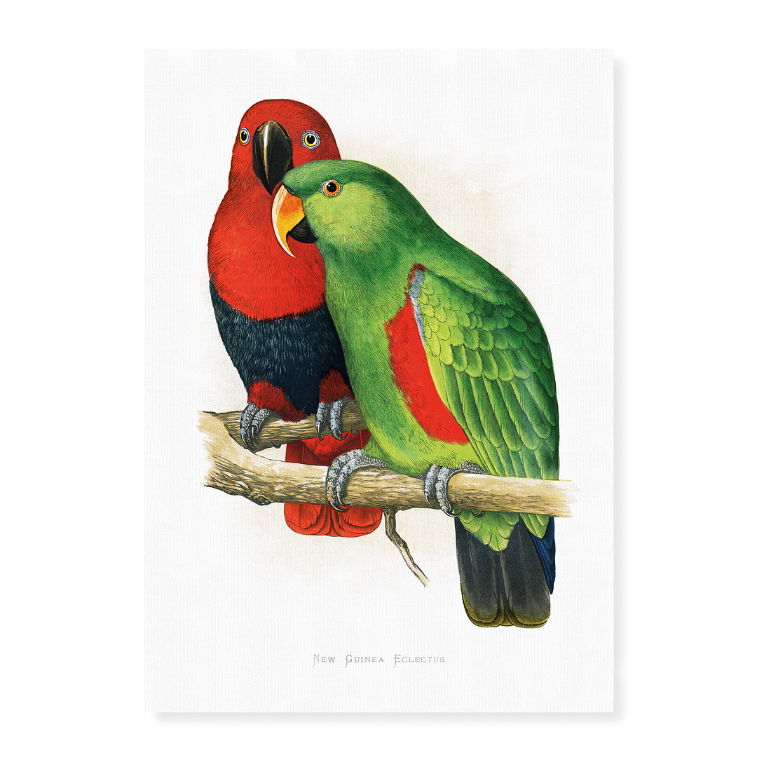 New Guinea Ecletus - Art Print