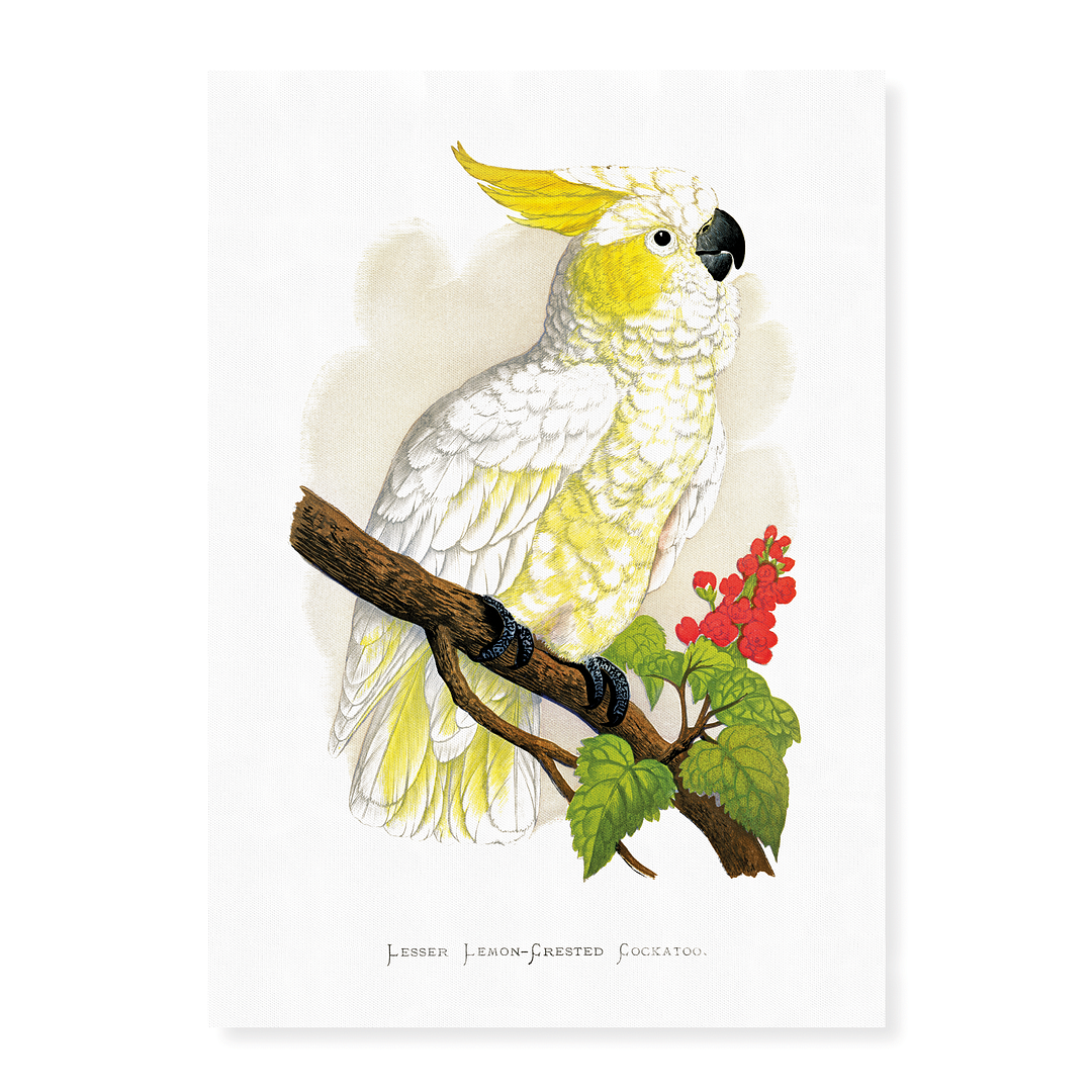 Lesser Lemon-Crested Cockatoo - Art Print