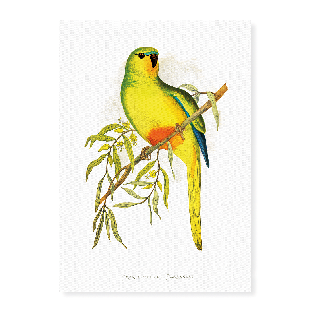 Orange-Bellied Parrakeet - Art Print