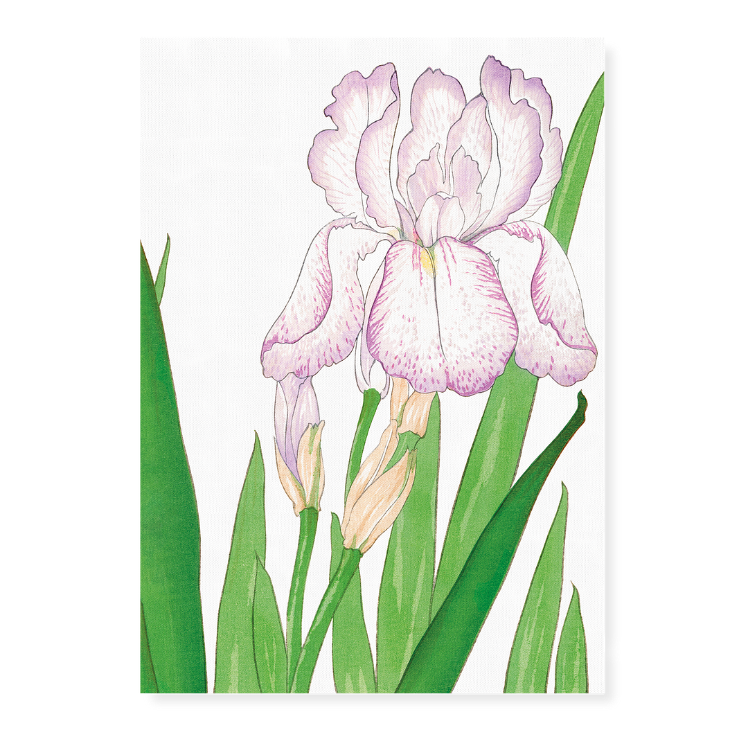 Iris flower By Tanigami Kônan Art-Print