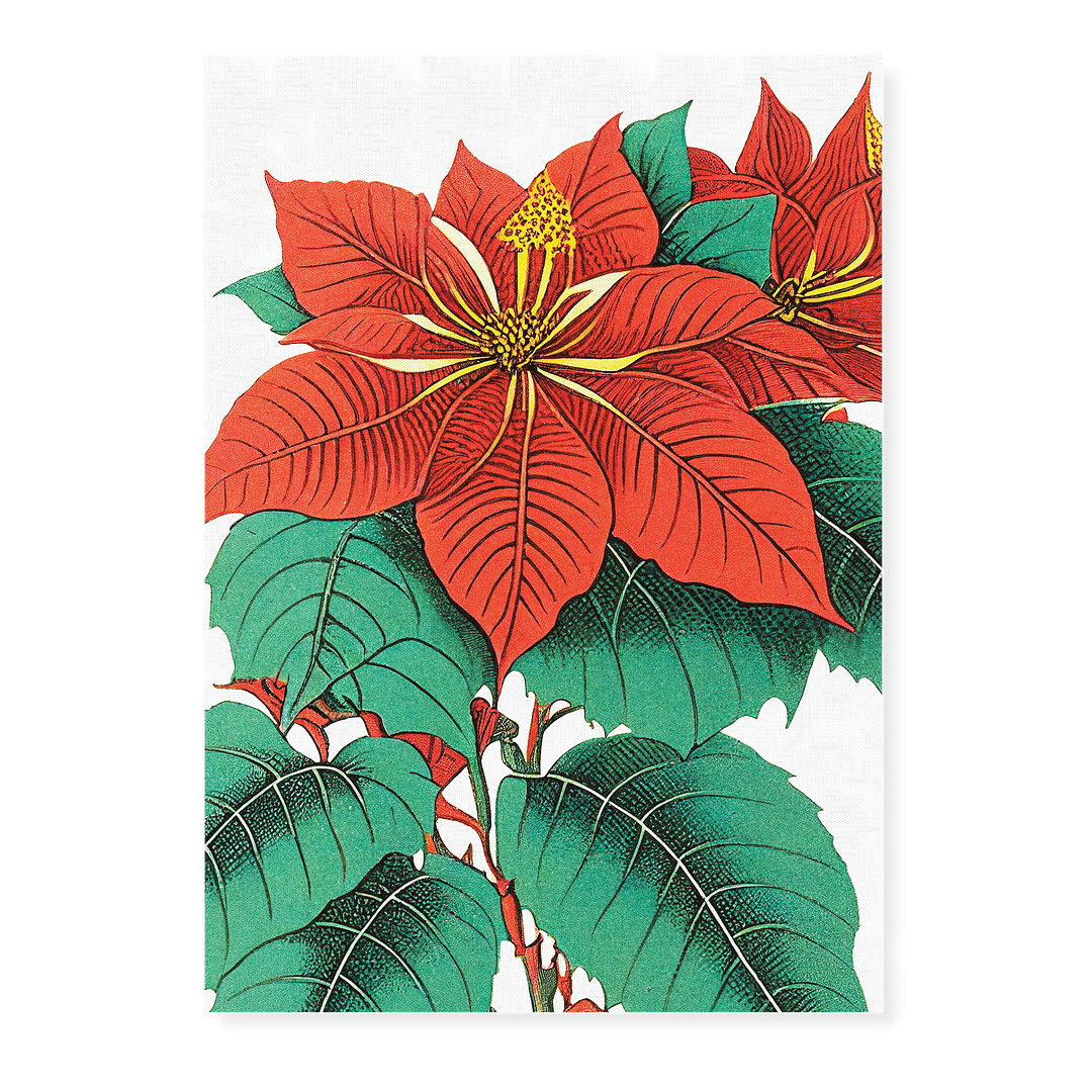 Amaryllis Art-Print