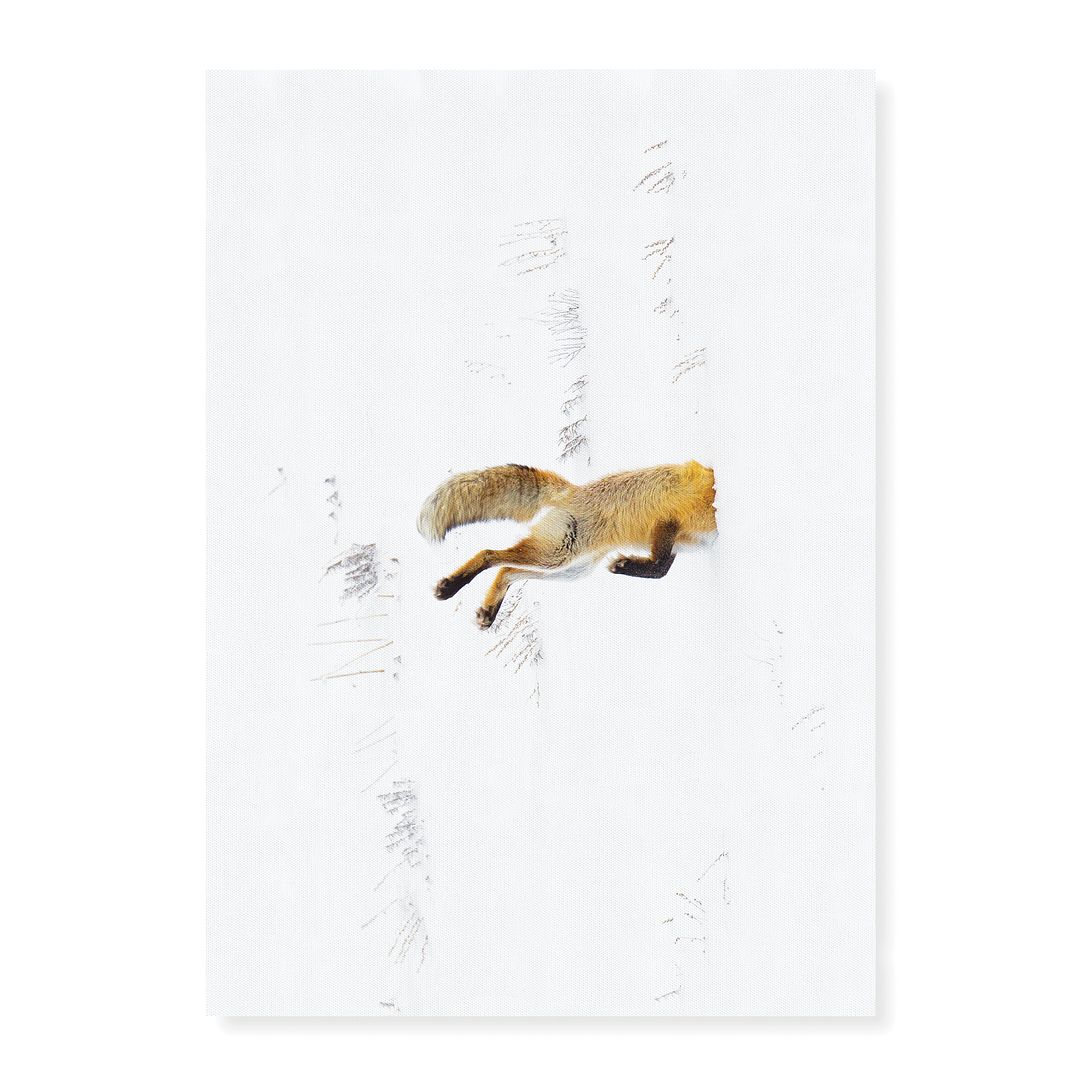 Snow Dive - Art Print
