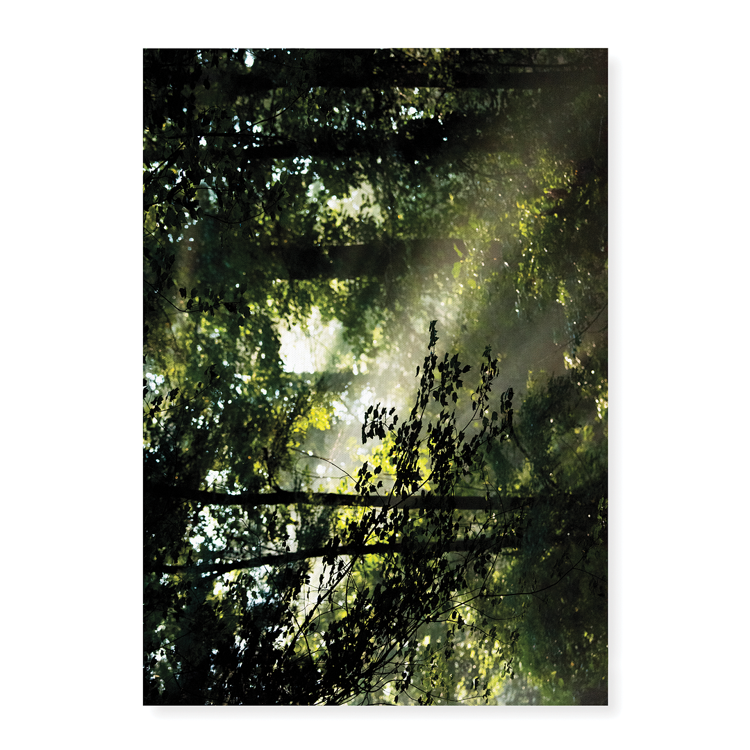 An early morning scene in Davidson River Campground - Art Print