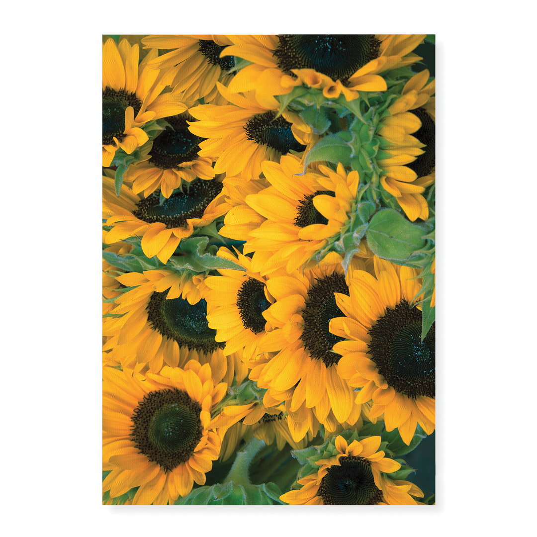 Bunch of sunflowers - Art Print