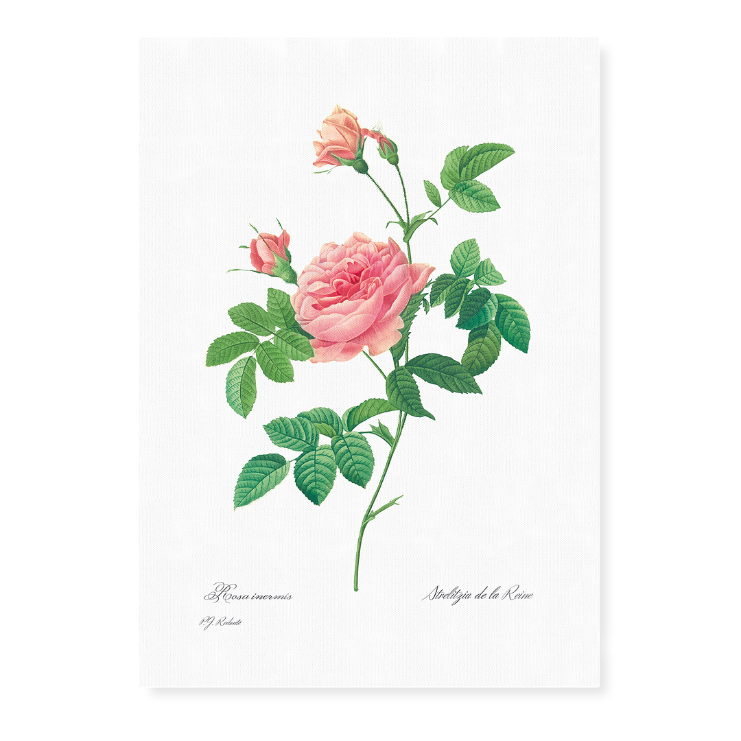 Rose Turbine without Thorns By Pierre-Joseph Redouté - Art Print