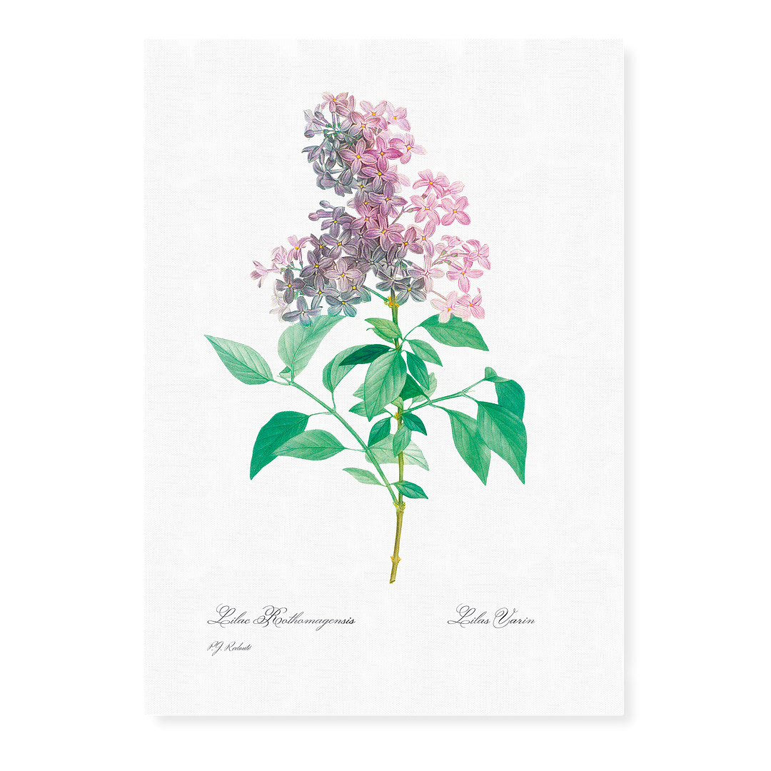Persian lilac By Pierre-Joseph Redouté - Art Print