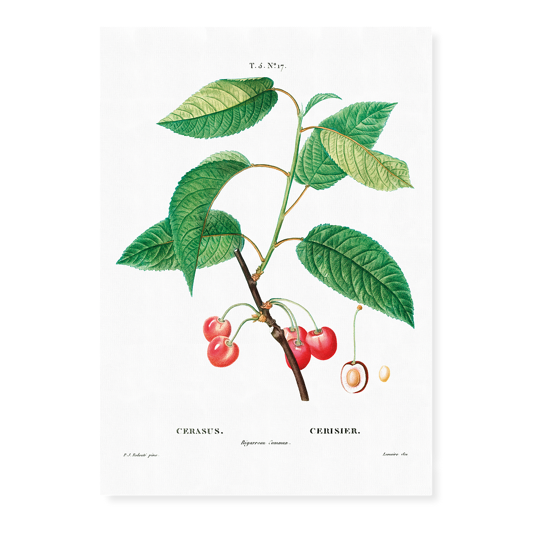 Cherry By Pierre-Joseph Redouté - Art Print